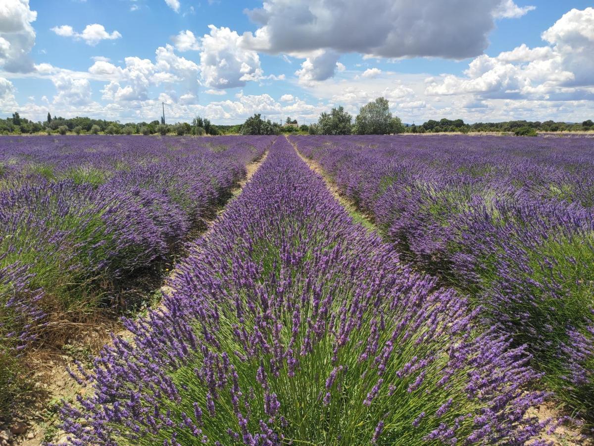 La Baume-de-Transit Les Champs De Provence Bed & Breakfast エクステリア 写真